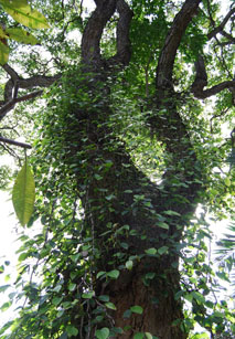 Дерево Черного Перца Фото